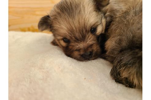 成約済の埼玉県のポメラニアン-117666の3枚目