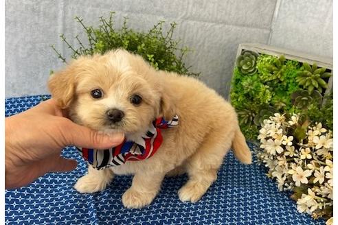 成約済の香川県のチワプー:チワワ×トイプードル-119454の3枚目