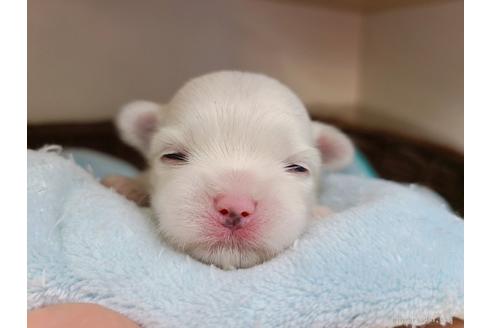 成約済の千葉県のマルチーズ-119473の4枚目