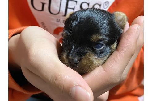成約済の広島県のヨークシャーテリア-117757の15枚目