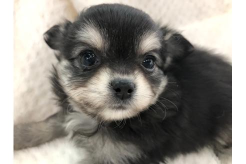 成約済の京都府のチワワ(ロングコート)-119503の5枚目