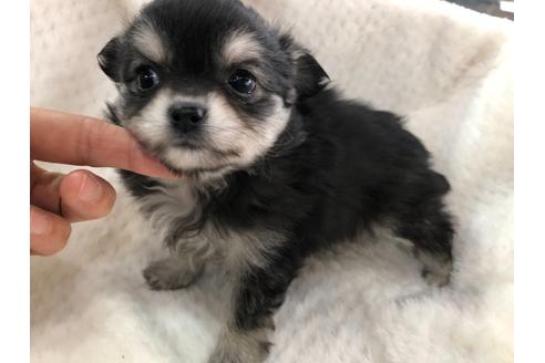 成約済の京都府のチワワ(ロングコート)-119503の4枚目