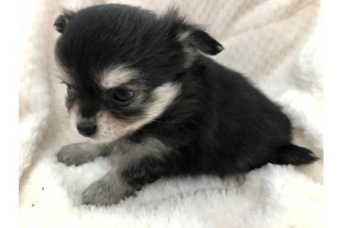 成約済の京都府のチワワ(ロングコート)-119503の3枚目