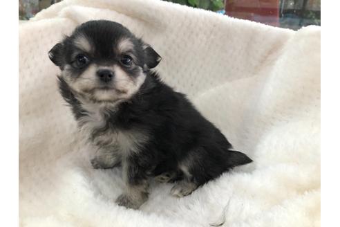 成約済の京都府のチワワ(ロングコート)-119503の2枚目