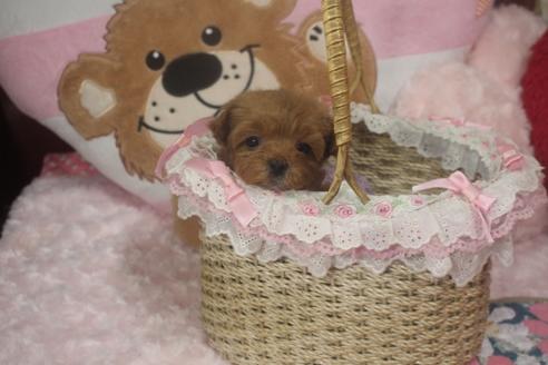 成約済の奈良県のトイプードル-119522の1枚目