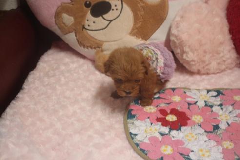 成約済の奈良県のトイプードル-119522の5枚目