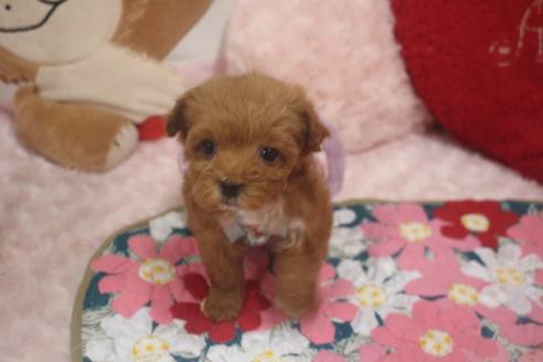 成約済の奈良県のトイプードル-119522の4枚目