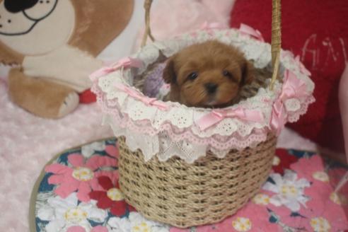 成約済の奈良県のトイプードル-119522の3枚目