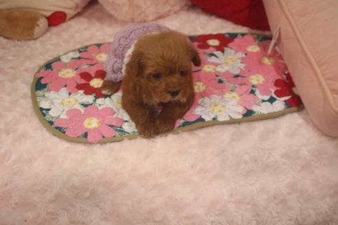 成約済の奈良県のトイプードル-119522の2枚目