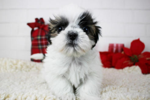 成約済の東京都のシーズー-119203の1枚目