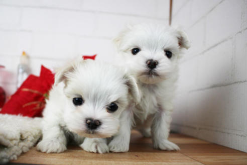 成約済の東京都のマルチーズ-118766の2枚目