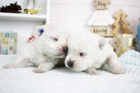 成約済の東京都のウエストハイランドホワイトテリア(ウエスティ)-119527の4枚目