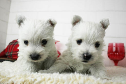 成約済の東京都のウエストハイランドホワイトテリア(ウエスティ)-119527の3枚目