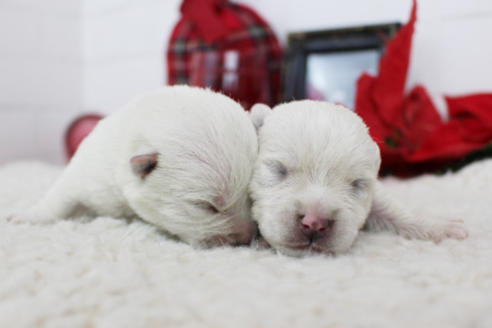 成約済の東京都のウエストハイランドホワイトテリア(ウエスティ)-119528の3枚目
