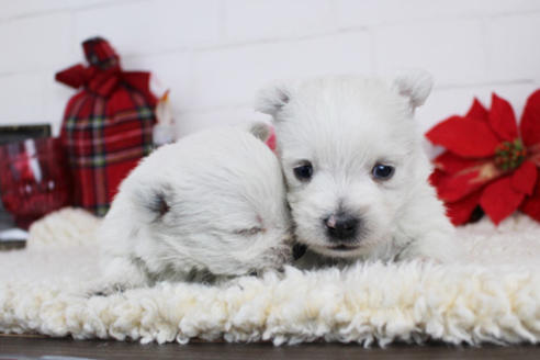 成約済の東京都のウエストハイランドホワイトテリア(ウエスティ)-119528の2枚目