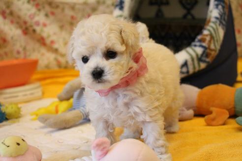 成約済の愛知県のトイプードル-115979の9枚目