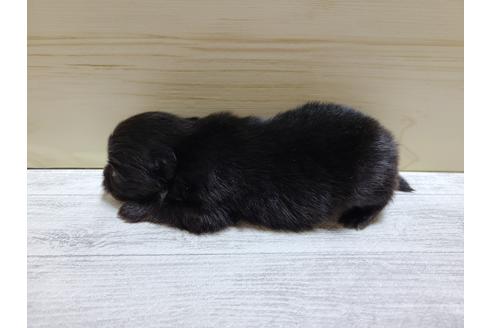 成約済の埼玉県のポメラニアン-118815の3枚目