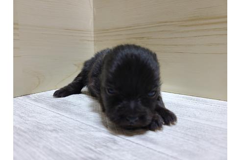 成約済の埼玉県のポメラニアン-118815の2枚目