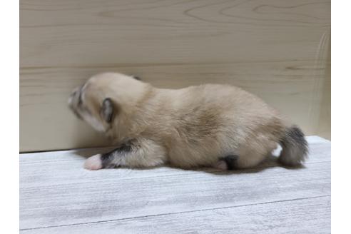 成約済の埼玉県のポメラニアン-118817の2枚目