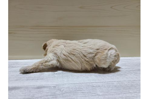 成約済の埼玉県のトイプードル-118804の4枚目
