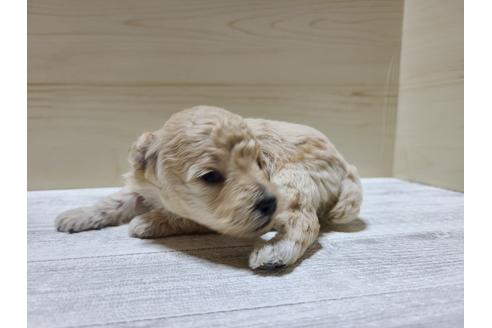 成約済の埼玉県のトイプードル-118804の5枚目