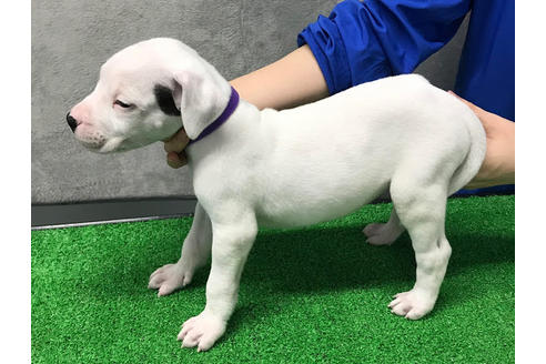 愛知県のその他の犬種 女の子 12 10生まれ 希少犬種スーパードゴアルヘンティーノ 子犬id ブリーダーナビ