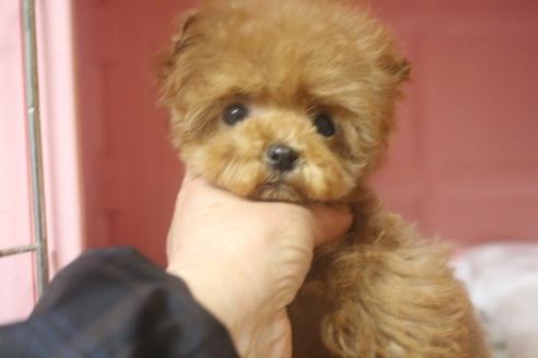 成約済の奈良県のトイプードル-119581の1枚目