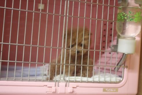 成約済の奈良県のトイプードル-119581の5枚目