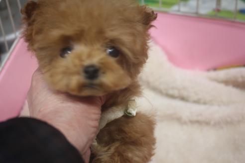 成約済の奈良県のトイプードル-119581の4枚目