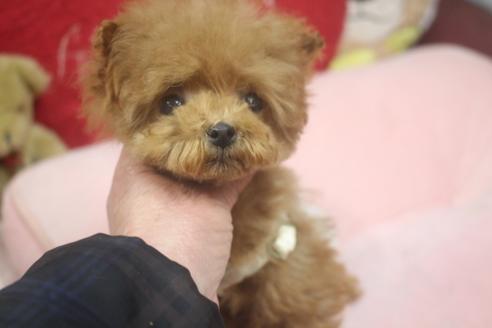 成約済の奈良県のトイプードル-119581の3枚目