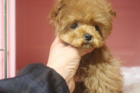 成約済の奈良県のトイプードル-119581の2枚目