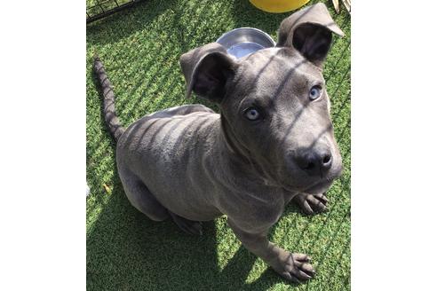 千葉県でアメリカンピットブルテリアの子犬を探す ブリーダーナビ