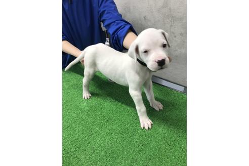 愛知県のその他の犬種 女の子 12 10生まれ 希少犬種スーパードゴアルヘンティーノ 子犬id ブリーダーナビ