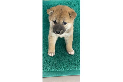 成約済の広島県の柴犬-119690の1枚目