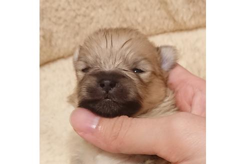 子犬