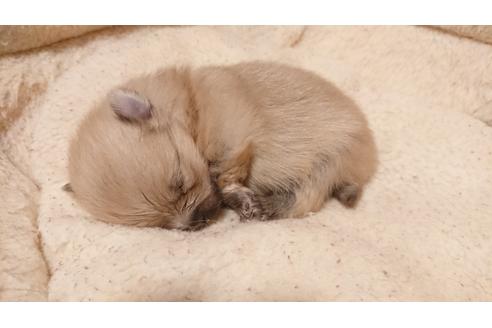 成約済の愛知県のポメラニアン-118786の2枚目