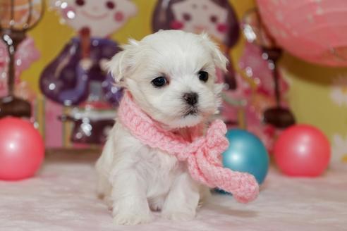 子犬