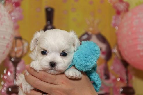 子犬