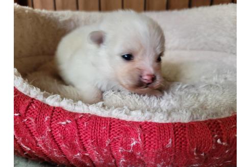 成約済の千葉県のミックス犬-119367の1枚目