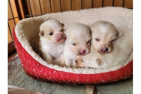 成約済の千葉県のミックス犬-119369の2枚目