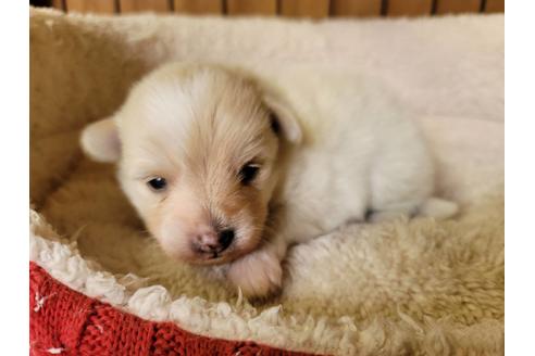 成約済の千葉県のミックス犬-119369の1枚目