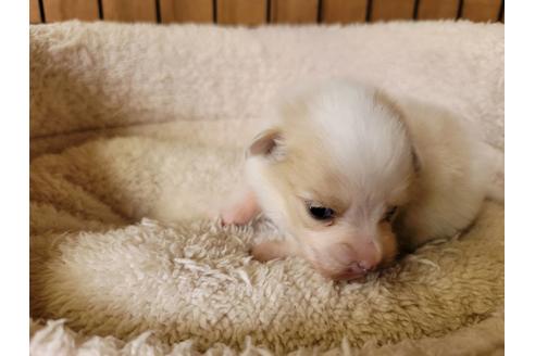 成約済の千葉県のミックス犬-119371の2枚目