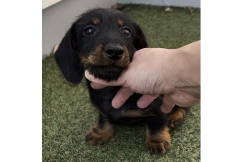 千葉県でカニンヘンダックスフンドの子犬を探す ブリーダーナビ