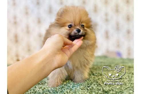 成約済の愛知県のポメラニアン-119842の7枚目