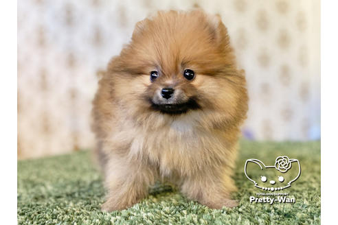 成約済の愛知県のポメラニアン-119842の6枚目