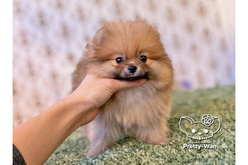 成約済の愛知県のポメラニアン-119842の4枚目