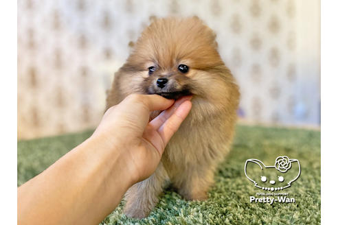 成約済の愛知県のポメラニアン-119842の5枚目