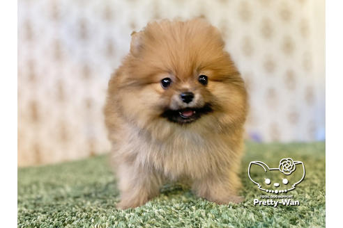 成約済の愛知県のポメラニアン-119842の3枚目