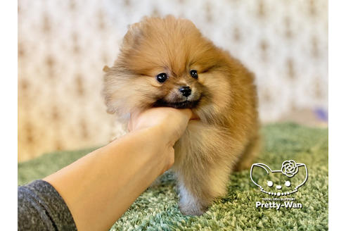 成約済の愛知県のポメラニアン-119842の2枚目