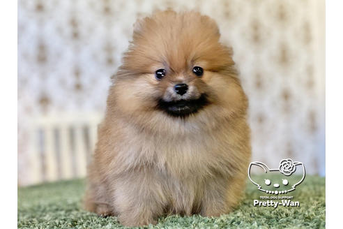 成約済の愛知県のポメラニアン-119842の1枚目